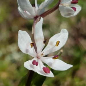 Wurmbea dioica subsp. dioica at Amaroo, ACT - 27 Sep 2019 10:31 AM