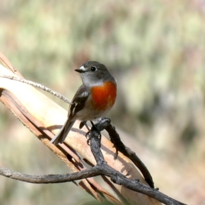 Petroica boodang (Scarlet Robin) at Googong, NSW - 19 May 2019 by Wandiyali