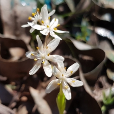 Wurmbea dioica subsp. dioica (Early Nancy) at Amaroo, ACT - 27 Sep 2019 by Jiggy