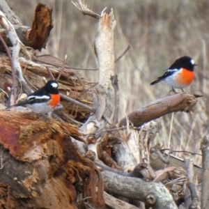 Petroica boodang at Googong, NSW - 5 May 2019 03:15 PM