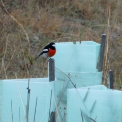 Petroica boodang (Scarlet Robin) at Jerrabomberra, NSW - 9 May 2019 by Wandiyali