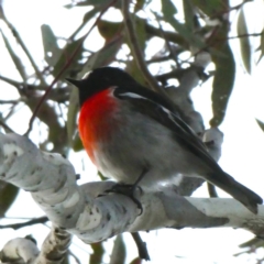 Petroica boodang (Scarlet Robin) at Jerrabomberra, NSW - 13 Aug 2018 by Wandiyali