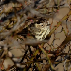 Pyrrholaemus sagittatus (Speckled Warbler) at Jerrabomberra, NSW - 25 Aug 2019 by Wandiyali