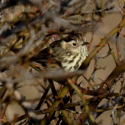 Pyrrholaemus sagittatus (Speckled Warbler) at Jerrabomberra, NSW - 24 Aug 2019 by Wandiyali