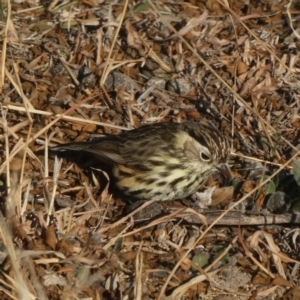 Pyrrholaemus sagittatus at Jerrabomberra, NSW - 25 Aug 2019 07:55 AM