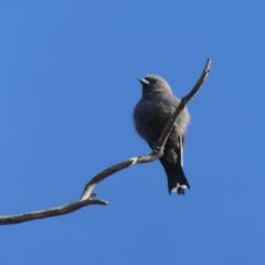 Artamus cyanopterus (Dusky Woodswallow) at Googong, NSW - 26 Feb 2019 by Wandiyali