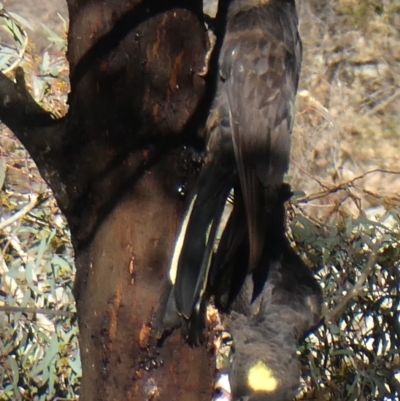Zanda funerea (Yellow-tailed Black-Cockatoo) at Jerrabomberra, NSW - 4 Aug 2018 by Wandiyali