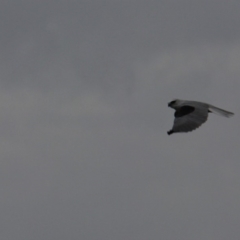 Elanus axillaris (Black-shouldered Kite) at Googong, NSW - 1 Apr 2012 by Wandiyali