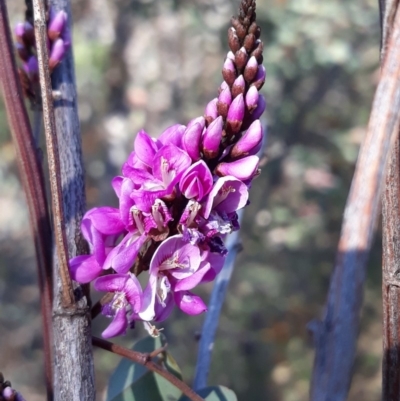 Indigofera australis subsp. australis (Australian Indigo) at Wanniassa Hill - 27 Sep 2019 by Rocklily