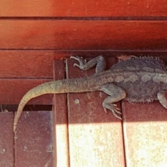 Pogona barbata (Eastern Bearded Dragon) at Hughes, ACT - 28 Sep 2019 by Rebreay