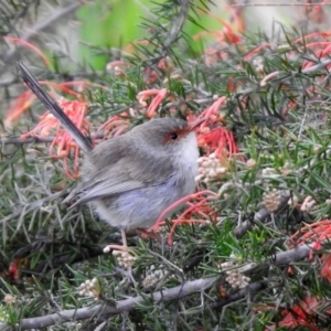 Malurus cyaneus at Fyshwick, ACT - 27 Sep 2019