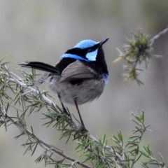 Malurus cyaneus at Fyshwick, ACT - 27 Sep 2019