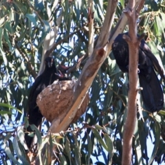 Corcorax melanorhamphos (White-winged Chough) at Hughes, ACT - 28 Sep 2019 by LisaH