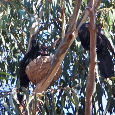 Corcorax melanorhamphos (White-winged Chough) at Hughes, ACT - 28 Sep 2019 by LisaH