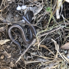 Hemiergis talbingoensis (Three-toed Skink) at Mount Painter - 28 Sep 2019 by JasonC