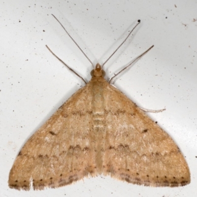 Scopula rubraria (Reddish Wave, Plantain Moth) at Ainslie, ACT - 26 Sep 2019 by jb2602