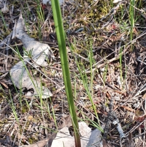 Thelymitra sp. at Denman Prospect, ACT - suppressed