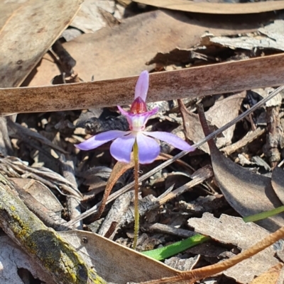 Cyanicula caerulea (Blue Fingers, Blue Fairies) - 1 Jan 1900 by AaronClausen