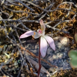 Caladenia fuscata at Denman Prospect, ACT - suppressed