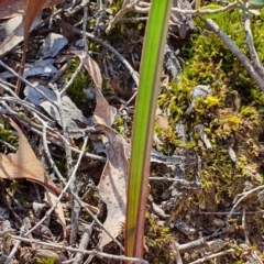 Thelymitra sp. (A Sun Orchid) at Block 402 - 28 Sep 2019 by AaronClausen