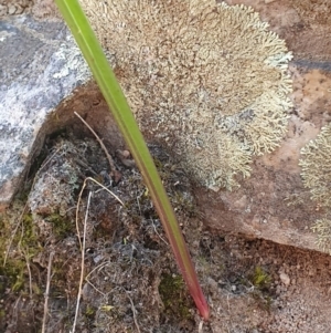 Thelymitra sp. at Denman Prospect, ACT - suppressed