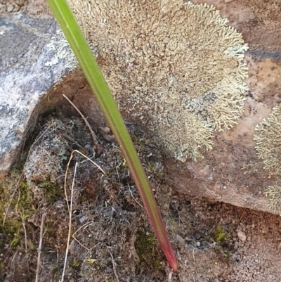 Thelymitra sp. (A Sun Orchid) at Denman Prospect, ACT - 28 Sep 2019 by AaronClausen