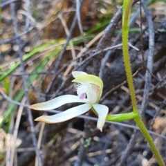 Caladenia ustulata (Brown Caps) at Denman Prospect, ACT - 28 Sep 2019 by AaronClausen