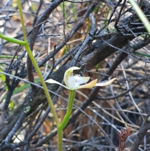 Caladenia ustulata at Denman Prospect, ACT - suppressed