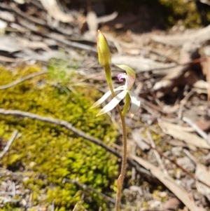 Caladenia ustulata at Denman Prospect, ACT - suppressed