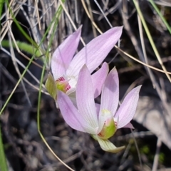 Caladenia carnea (Pink Fingers) at Block 402 - 28 Sep 2019 by AaronClausen