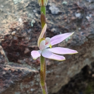 Caladenia carnea at Denman Prospect, ACT - suppressed