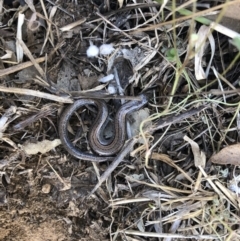 Hemiergis talbingoensis at Cook, ACT - 28 Sep 2019