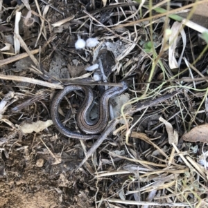 Hemiergis talbingoensis at Cook, ACT - 28 Sep 2019