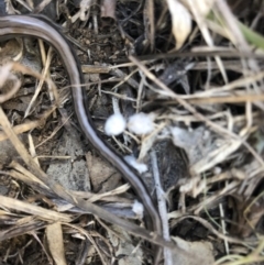 Hemiergis talbingoensis at Cook, ACT - 28 Sep 2019