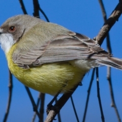 Gerygone olivacea (White-throated Gerygone) at Majura, ACT - 27 Sep 2019 by Marthijn