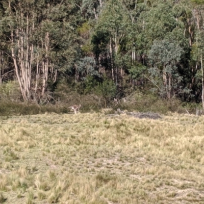 Macropus giganteus (Eastern Grey Kangaroo) at Wingecarribee Local Government Area - 28 Sep 2019 by Margot