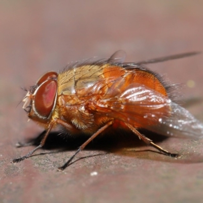 Calliphora ochracea (Reddish Brown blowfly) at ANBG - 26 Sep 2019 by TimL