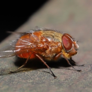 Calliphora ochracea at Acton, ACT - 27 Sep 2019