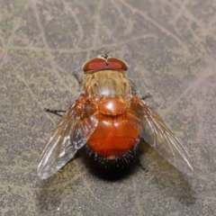 Calliphora ochracea at Acton, ACT - 27 Sep 2019