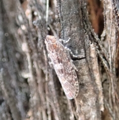 Cixiidae sp. (family) (Cixiid planthopper) at Dunlop, ACT - 27 Sep 2019 by CathB