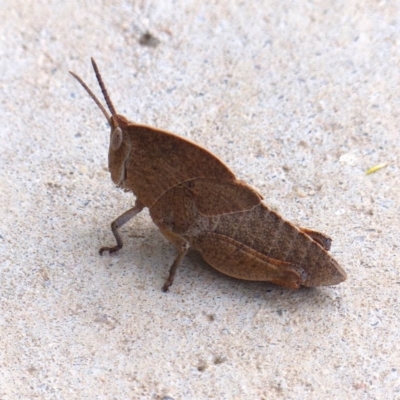 Goniaea australasiae (Gumleaf grasshopper) at Black Range, NSW - 27 Sep 2019 by MatthewHiggins