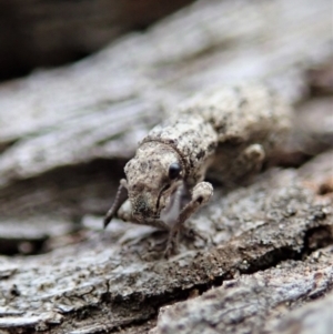 Atrichonotus sordidus at Cook, ACT - 27 Sep 2019