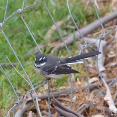 Rhipidura albiscapa (Grey Fantail) at Black Range, NSW - 13 Mar 2019 by MatthewHiggins