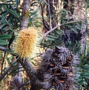 Banksia marginata at Paddys River, ACT - 28 Sep 2019