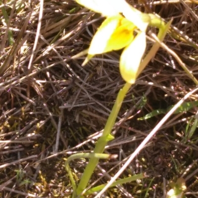 Diuris chryseopsis (Golden Moth) at Mcleods Creek Res (Gundaroo) - 28 Sep 2019 by MaartjeSevenster