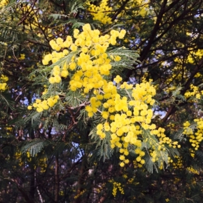 Acacia dealbata (Silver Wattle) at Paddys River, ACT - 27 Sep 2019 by RWPurdie