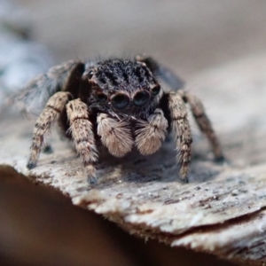 Maratus vespertilio at Spence, ACT - 28 Sep 2019