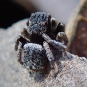 Maratus vespertilio at Spence, ACT - 28 Sep 2019