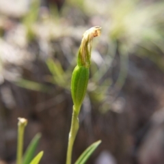 Bunochilus umbrinus (Broad-sepaled Leafy Greenhood) at suppressed - 28 Sep 2019 by ClubFED