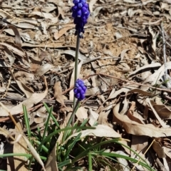 Muscari armeniacum at Hackett, ACT - 28 Sep 2019 12:25 PM